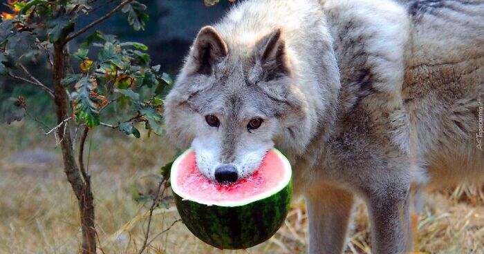 42 Of The Weirdest Subreddits That Are For Some Reason Very Popular