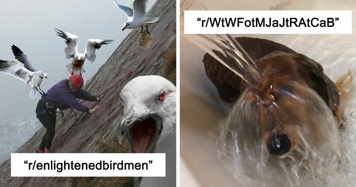 42 Of The Weirdest Subreddits That Are For Some Reason Very Popular