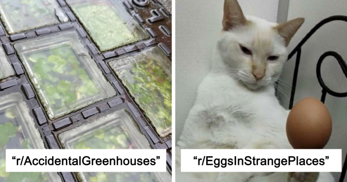 42 Of The Weirdest Subreddits That Are For Some Reason Very Popular
