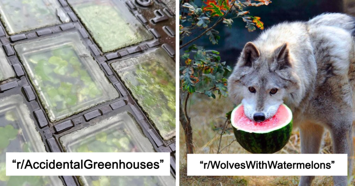 42 Of The Weirdest Subreddits That Are For Some Reason Very Popular