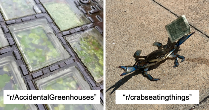 42 Of The Weirdest Subreddits That Are For Some Reason Very Popular