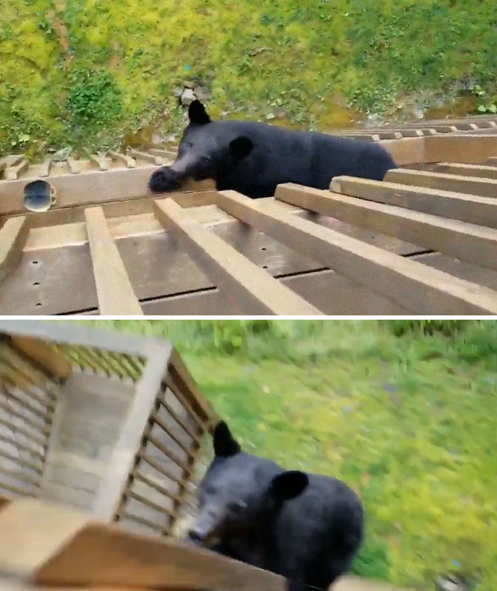 Black bear caught climbing wooden deck railing in outdoor disaster moment showing what could go wrong scenario