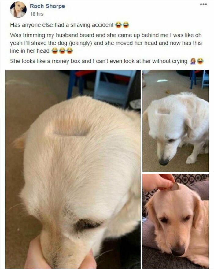 Dog with a shaving accident showing a square patch shaved on its head, showcasing a funny what could go wrong disaster.