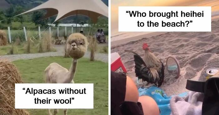 This Instagram Page Shares 50 Wholesome Animal Memes That Are Pure Serotonin