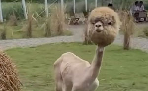 This Account Shares 50 Photos Of Animals Being Accidentally Hilarious