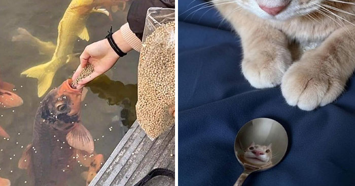 113 Wholesome Photos That May Make You Forget About The Toxicity Of Social Media (New Pics)