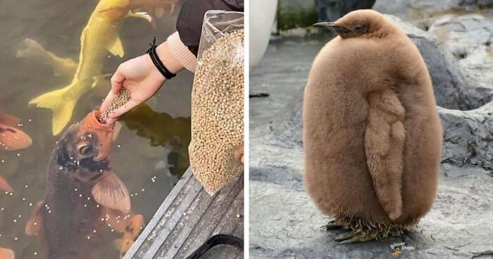 This FB Group Shares “Blessed Images” Of Animals, And These 113 Melt The Most Hearts (New Pics)