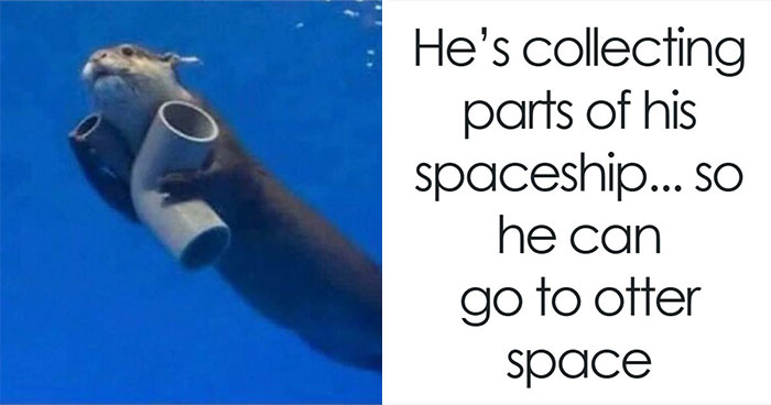 This Account Shares 55 Memes Of Animals Who Are The Definition Of “No Thoughts, Just Vibes”