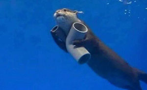 This Instagram Page Shares 55 “No Context” Animal Memes That Are Pure Comedy