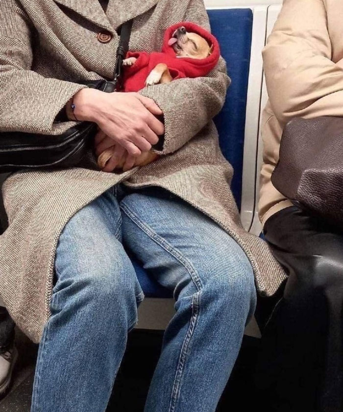 Person wearing coat and jeans holding a small dog in a red hoodie, showcasing uplifting moments of kindness.