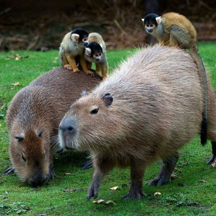 Capybaras with small monkeys on their backs in a grassy area, showcasing a rare uplifting animal friendship.