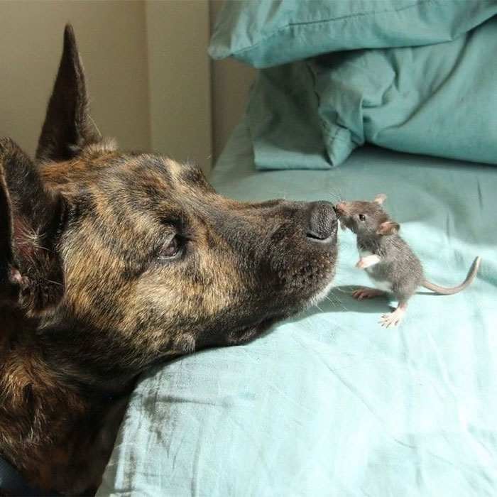 A dog and a mouse gently touching noses on a bed, showcasing uplifting moments of kindness and connection.