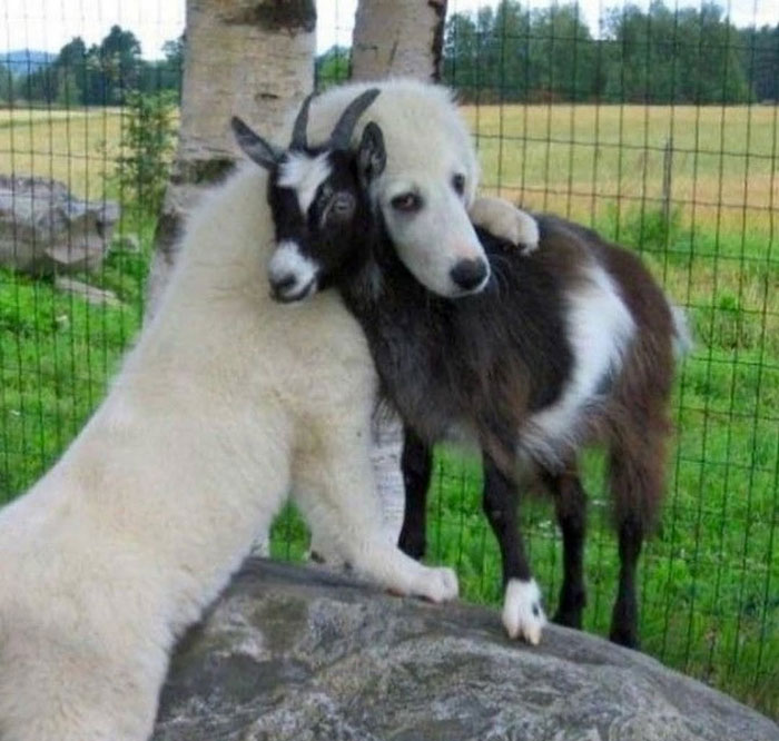 Two goats embracing near a tree, illustrating uplifting moments of kindness and connection in the world.