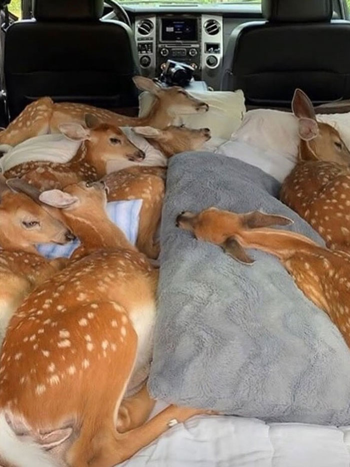 A group of young deer resting closely together in the back of a vehicle, symbolizing uplifting moments in the world.