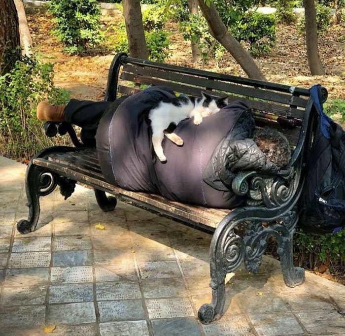 Person lying on a park bench with a cat sleeping on their back, showing uplifting moments of kindness and comfort.