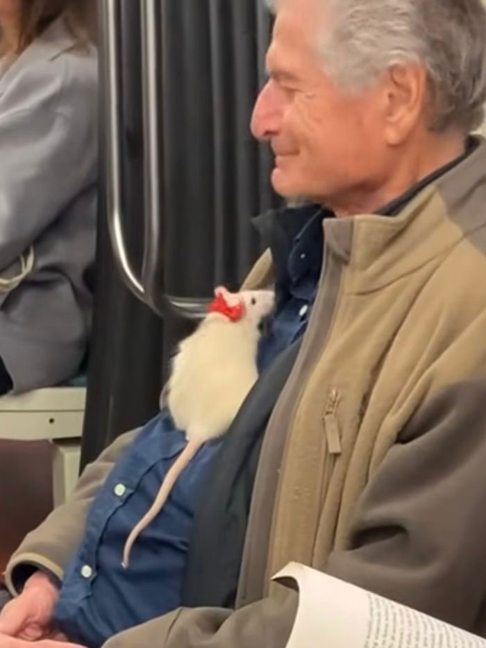 Elderly man smiling with a white pet rat wearing a red bow, capturing uplifting moments of kindness and joy.
