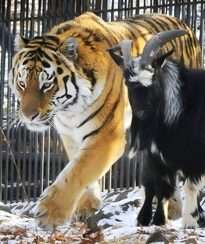 Tiger and goat walking side by side in a snowy enclosure, showcasing uplifting moments highlighting kindness in the world.
