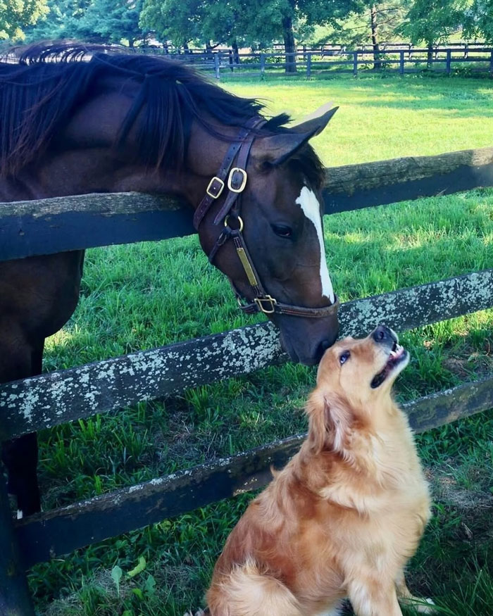 Horse and golden retriever sharing a gentle moment in a green field illustrating uplifting posts about good in the world.