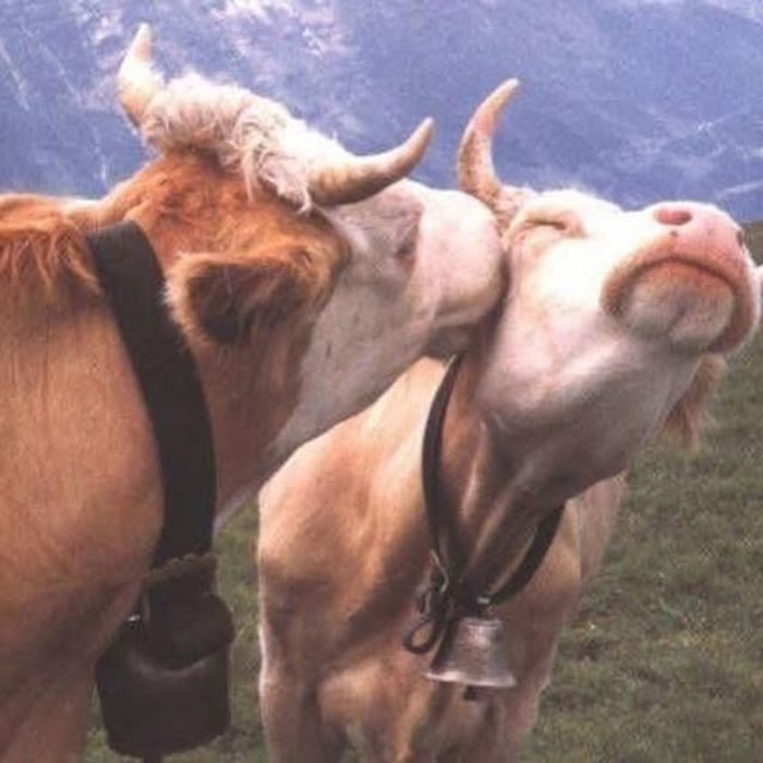 Two cows in a grassy field showing affection, representing uplifting posts and hope that good is still in the world
