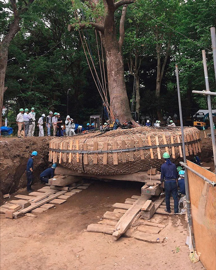Workers wearing helmets carefully transplant a large tree in an uplifting post about good left in the world.