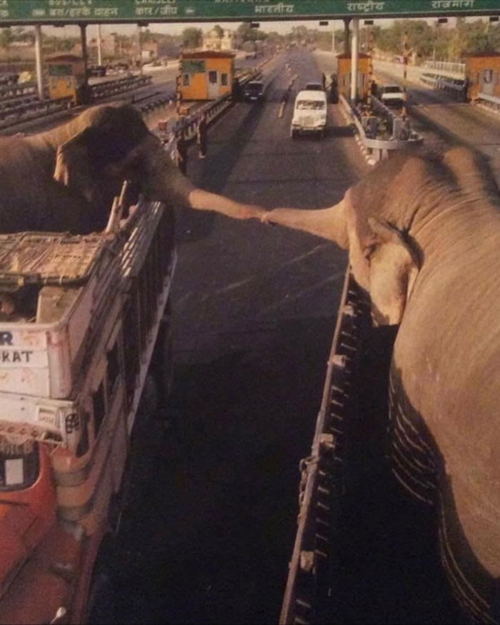 Two elephants reaching out trunks to each other over vehicles on a highway, showing uplifting moments of kindness.