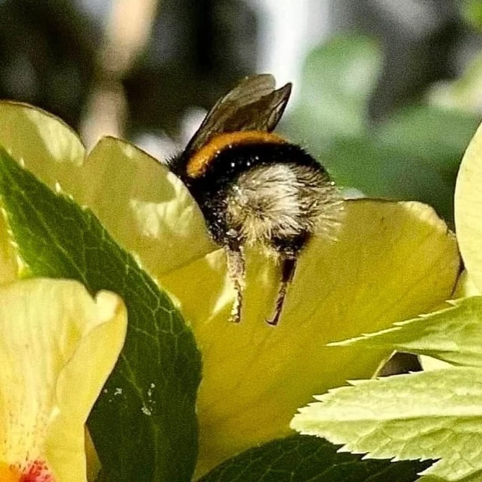 Close-up of a bumblebee collecting nectar from a yellow flower, symbolizing uplifting moments in nature and kindness.