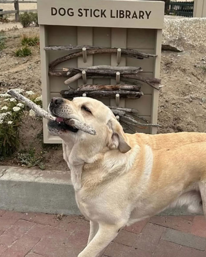 Dog carrying a stick from a dog stick library, illustrating uplifting and heartwarming moments in the world.