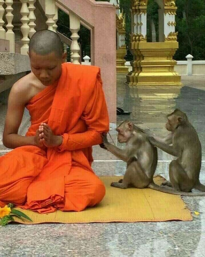 Monk in orange robe meditating peacefully while two monkeys interact nearby, reflecting uplifting moments in the world.