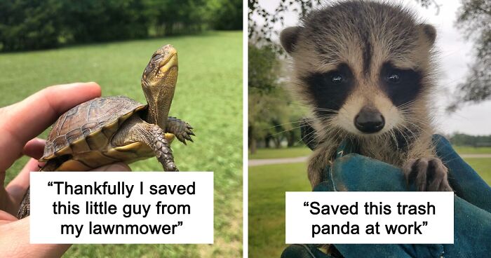 67 Pics Of Animals Who Were Saved From Awful Conditions And Got A Second Chance In Life