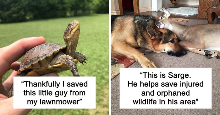 67 Pics Of Animals Who Were Saved From Awful Conditions And Got A Second Chance In Life