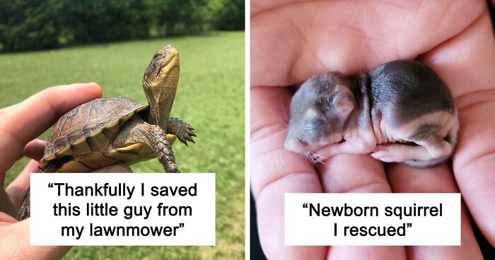 67 Pics Of Animals Who Were Saved From Awful Conditions And Got A Second Chance In Life