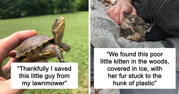 67 Pics Of Animals Who Were Saved From Awful Conditions And Got A Second Chance In Life