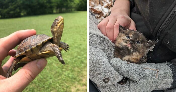 67 Pics Of Animals Who Were Saved From Awful Conditions And Got A Second Chance In Life