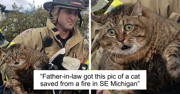 67 Pics Of Animals Who Were Saved From Awful Conditions And Got A Second Chance In Life