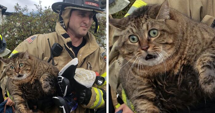 67 Pics Of Animals Who Were Saved From Awful Conditions And Got A Second Chance In Life