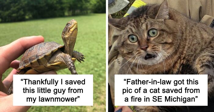 67 Pics Of Animals Who Were Saved From Awful Conditions And Got A Second Chance In Life