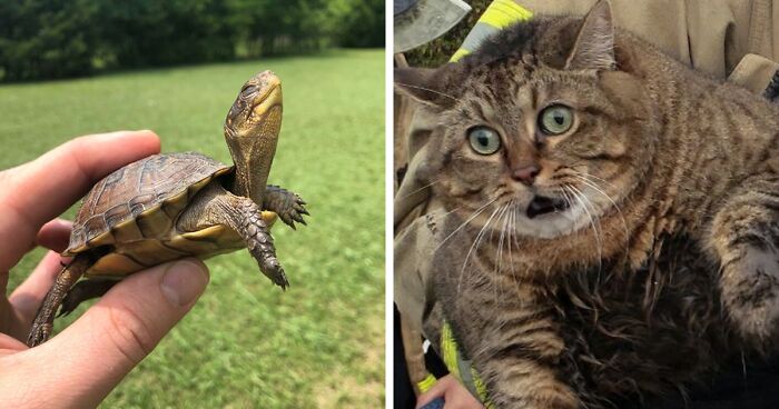 67 Pics Of Animals Who Were Saved From Awful Conditions And Got A Second Chance In Life