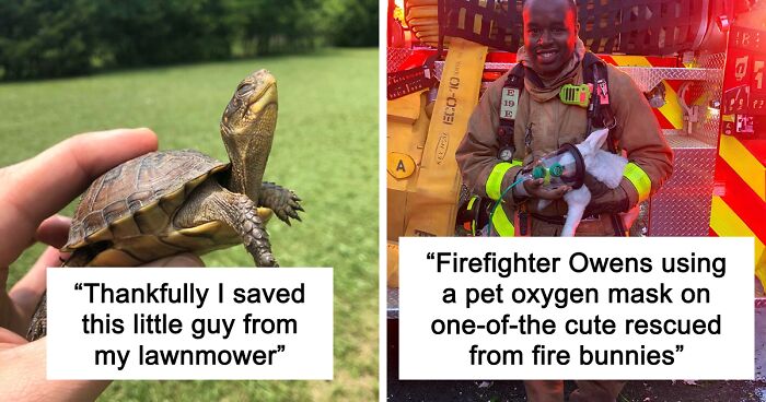 67 Pics Of Animals Who Were Saved From Awful Conditions And Got A Second Chance In Life