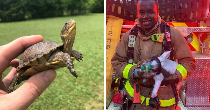 67 Pics Of Animals Who Were Saved From Awful Conditions And Got A Second Chance In Life