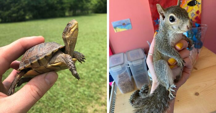 67 Pics Of Animals Who Were Saved From Awful Conditions And Got A Second Chance In Life