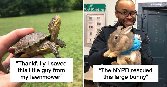 67 Pics Of Animals Who Were Saved From Awful Conditions And Got A Second Chance In Life