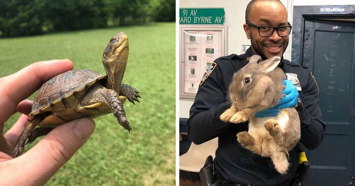 67 Pics Of Animals Who Were Saved From Awful Conditions And Got A Second Chance In Life