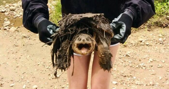 67 Pics Of Animals Who Were Saved From Awful Conditions And Got A Second Chance In Life