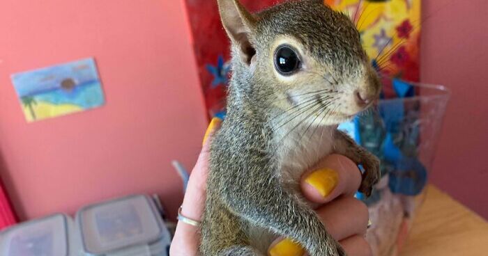 67 Pics Of Animals Who Were Saved From Awful Conditions And Got A Second Chance In Life