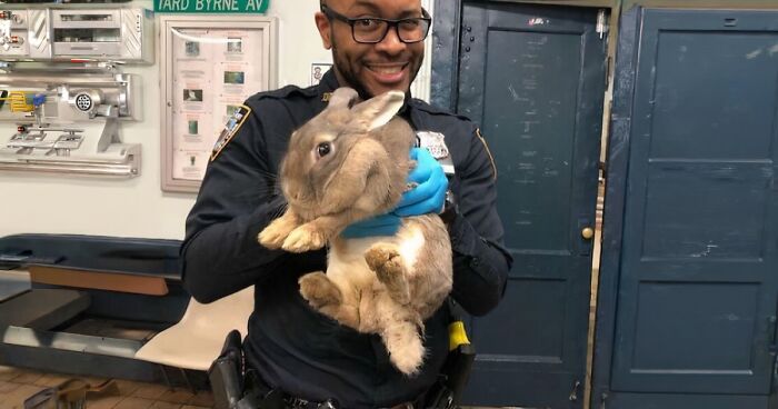 67 Pics Of Animals Who Were Saved From Awful Conditions And Got A Second Chance In Life