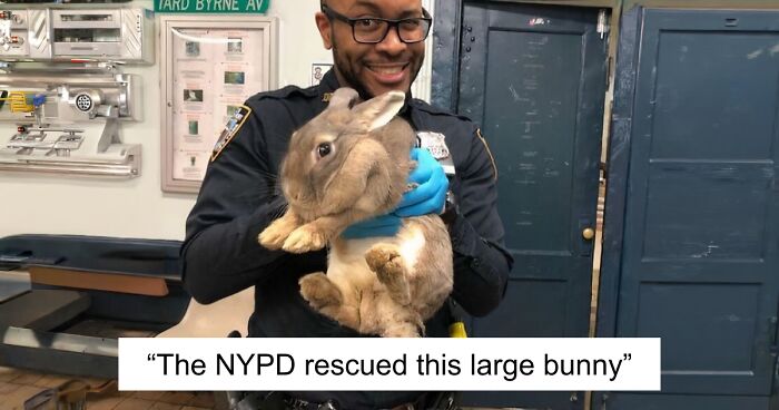 67 Pics Of Animals Who Were Saved From Awful Conditions And Got A Second Chance In Life