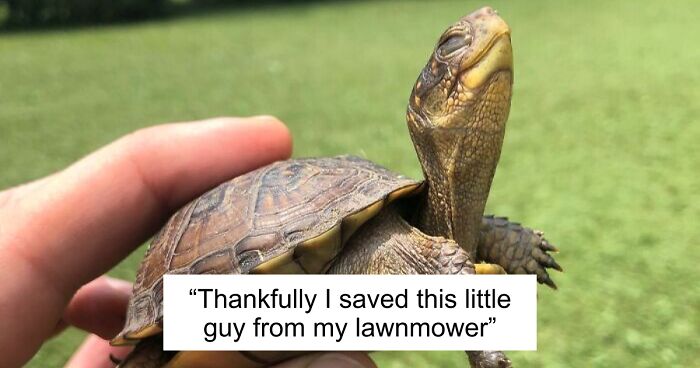 67 Pics Of Animals Who Were Saved From Awful Conditions And Got A Second Chance In Life