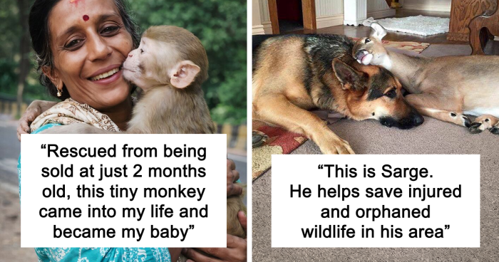 67 Pics Of Animals Who Were Saved From Awful Conditions And Got A Second Chance In Life