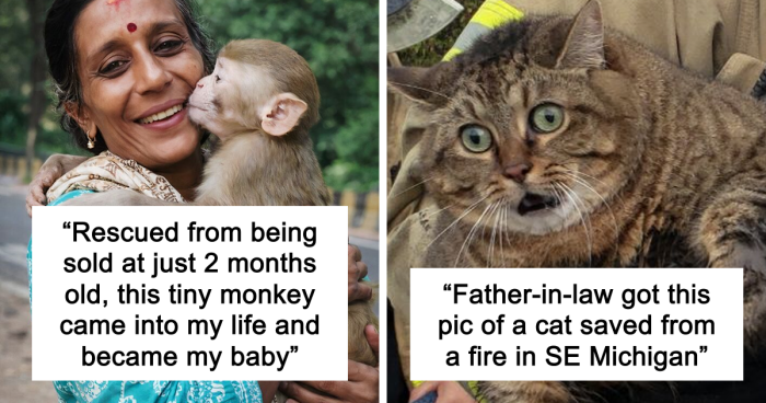 67 Pics Of Animals Who Were Saved From Awful Conditions And Got A Second Chance In Life