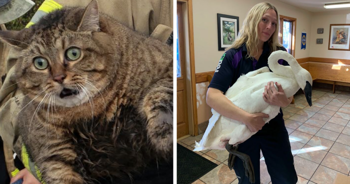 67 Pics Of Animals Who Were Saved From Awful Conditions And Got A Second Chance In Life